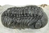 Austerops Trilobite - Ofaten, Morocco #287561-1